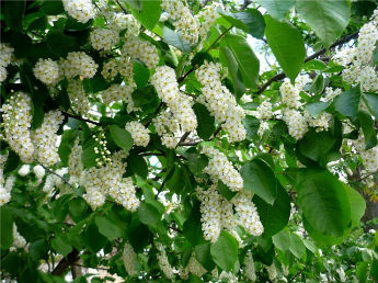 Характеристика древесины черемухи